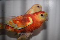 Zdj�cie: tn_DSC_0434.JPG